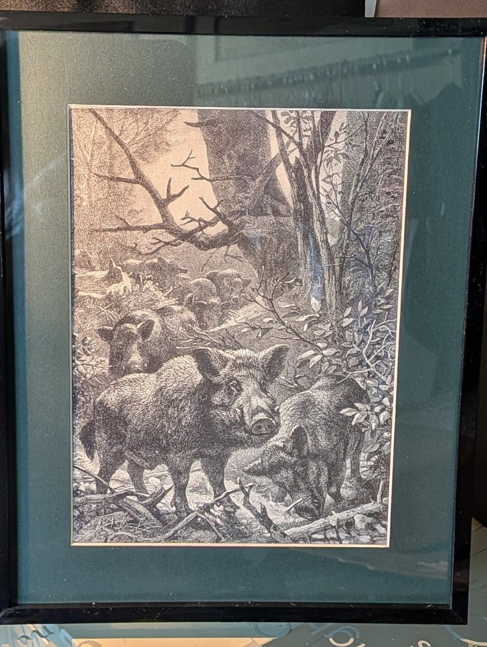 Vintage Art Print Wild Boar Stunning 127 Year Old Print From Recycled Book
